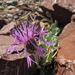 Centaurea pichleri - Photo (c) saba, alguns direitos reservados (CC BY-NC-SA), uploaded by saba
