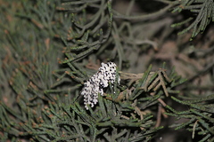 Lichnoptera decora