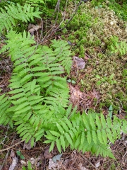 Coryphopteris simulata