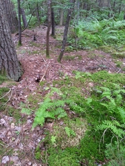 Coryphopteris simulata