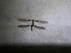 Leptotarsus binotatus