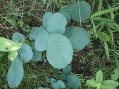 Dalbergia latifolia