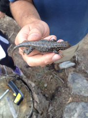 Sceloporus graciosus vandenburgianus