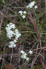 Image of Sabatia macrophylla