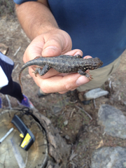 Sceloporus graciosus vandenburgianus
