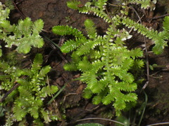 Selaginella ciliaris