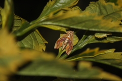 Agathodes monstralis