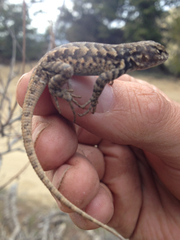 Sceloporus graciosus vandenburgianus