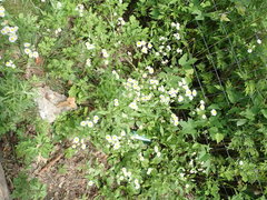 Erigeron philadelphicus philadelphicus