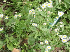 Erigeron philadelphicus philadelphicus