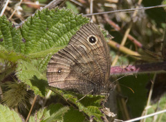 Cercyonis sthenele