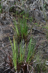 Xyris laxifolia iridifolia