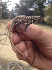 Sceloporus graciosus vandenburgianus