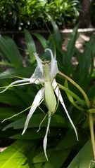 Rhombodera ornatipes