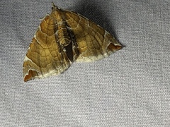 Eulithis molliculata