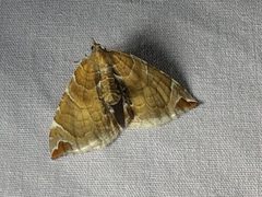 Eulithis molliculata