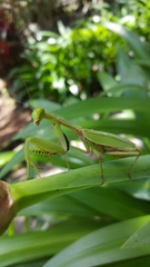 Rhombodera ornatipes