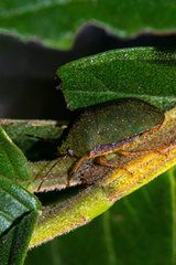 Nesogenes boscii