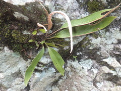 Pyrrosia stigmosa