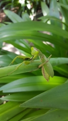 Rhombodera ornatipes