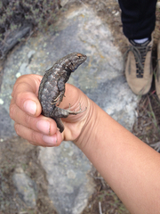 Sceloporus graciosus vandenburgianus