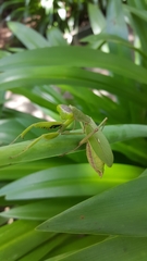 Rhombodera ornatipes