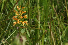 Image of Platanthera chapmanii