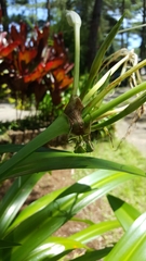 Rhombodera ornatipes