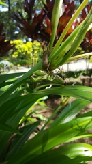 Rhombodera ornatipes