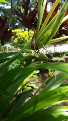 Rhombodera ornatipes