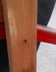 Phalangiidae