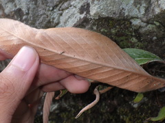 Pyrrosia stigmosa