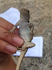 Sceloporus graciosus vandenburgianus