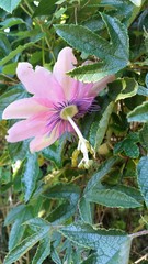 Passiflora pinnatistipula