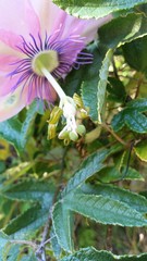 Passiflora pinnatistipula