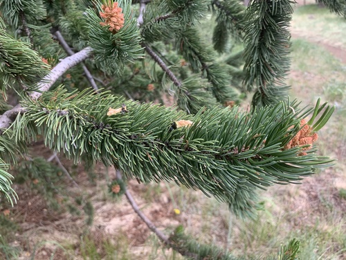 Rocky Mountain bristlecone pine