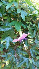 Passiflora pinnatistipula