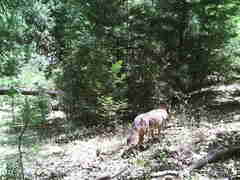 Canis latrans ochropus