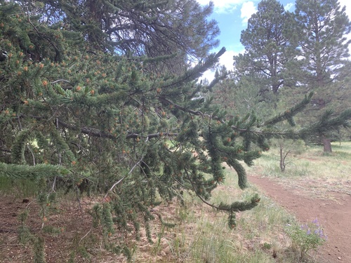 Rocky Mountain bristlecone pine