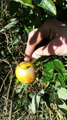 Passiflora pinnatistipula