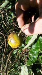 Passiflora pinnatistipula