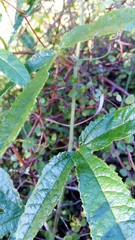 Passiflora pinnatistipula