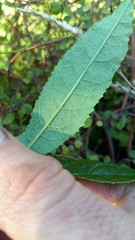 Passiflora pinnatistipula