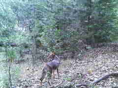 Canis latrans ochropus