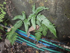 Pteris longipinnula
