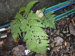 Microlepia speluncae