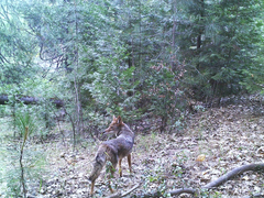 Canis latrans ochropus