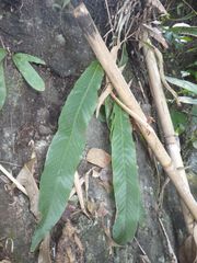 Pyrrosia stigmosa