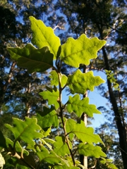 Chorilaena quercifolia