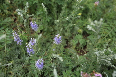 Veronica pinnata
